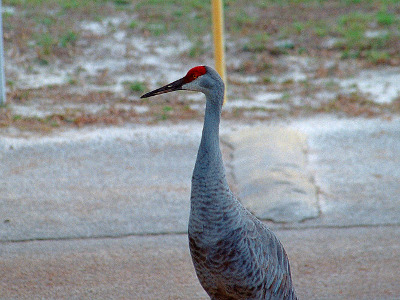 [Close view of the head and torso of a crane. The head is red on the top half and white on the bottom half. The back of the head and the rest of the body are shades of grey. It has a long pointy bill with a hole in the top bill.]